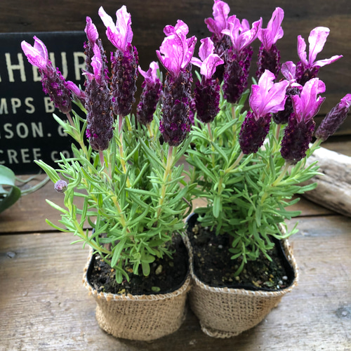 2個セット♡フレンチラベンダー♡ハーブ苗♡可愛い アート