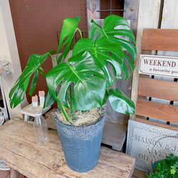 現品ラスト♡陶器鉢【モンステラ】育てやすい人気の観葉植物♪ナチュラルインテリア！大きめ葉っぱのグリーン！黒系陶器鉢 5枚目の画像