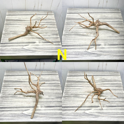 個性派揃い  マレーシア産  枝流木 ブランチウッド ブラウン 流木 14枚目の画像