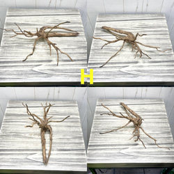 個性派揃い  マレーシア産  枝流木 ブランチウッド ブラウン 流木 8枚目の画像