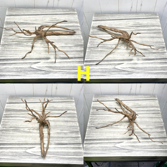 個性派揃い  マレーシア産  枝流木 ブランチウッド ブラウン 流木 8枚目の画像