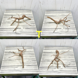 個性派揃い  マレーシア産  枝流木 ブランチウッド ブラウン 流木 20枚目の画像