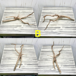 個性派揃い  マレーシア産  枝流木 ブランチウッド ブラウン 流木 2枚目の画像