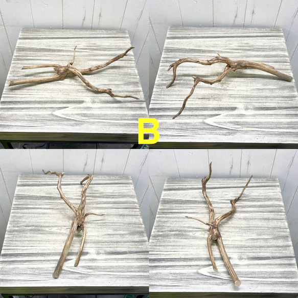 個性派揃い  マレーシア産  枝流木 ブランチウッド ブラウン 流木 2枚目の画像