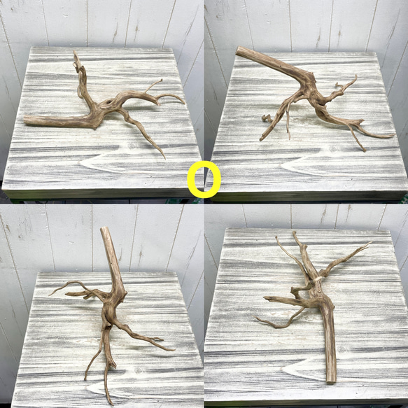 個性派揃い  マレーシア産  枝流木 ブランチウッド ブラウン 流木 15枚目の画像