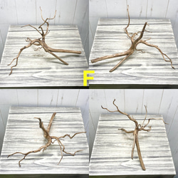 個性派揃い  マレーシア産  枝流木 ブランチウッド ブラウン 流木 6枚目の画像