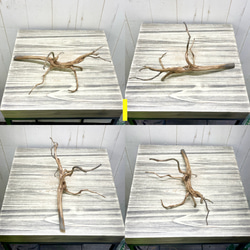 個性派揃い  マレーシア産  枝流木 ブランチウッド ブラウン 流木 9枚目の画像