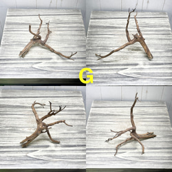 個性派揃い  マレーシア産  枝流木 ブランチウッド ブラウン 流木 7枚目の画像