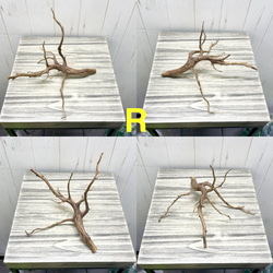 個性派揃い  マレーシア産  枝流木 ブランチウッド ブラウン 流木 18枚目の画像