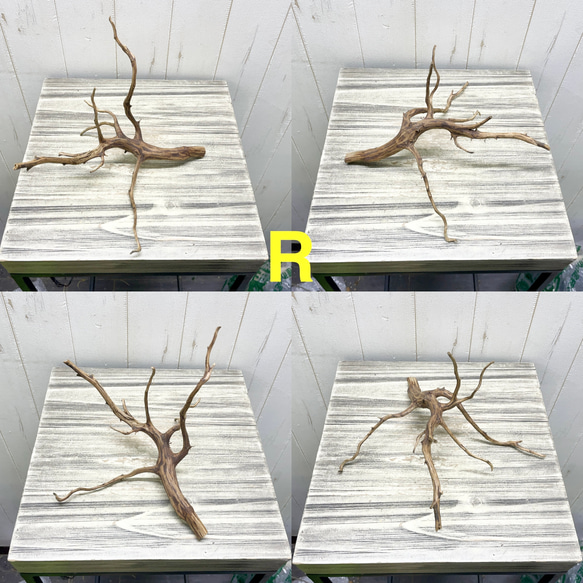 個性派揃い  マレーシア産  枝流木 ブランチウッド ブラウン 流木 18枚目の画像