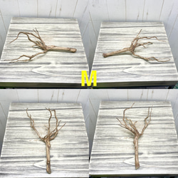 個性派揃い  マレーシア産  枝流木 ブランチウッド ブラウン 流木 13枚目の画像