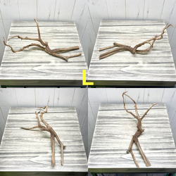 個性派揃い  マレーシア産  枝流木 ブランチウッド ブラウン 流木 12枚目の画像