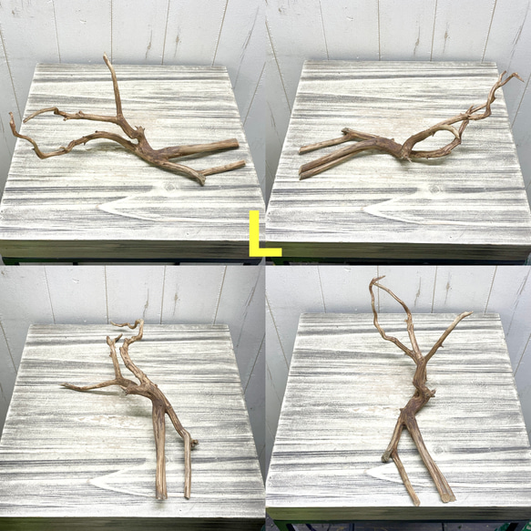 個性派揃い  マレーシア産  枝流木 ブランチウッド ブラウン 流木 12枚目の画像