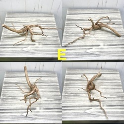 個性派揃い  マレーシア産  枝流木 ブランチウッド ブラウン 流木 5枚目の画像