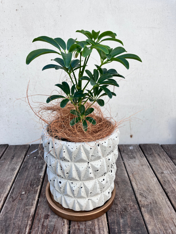 アルテシーマ＊ウンベラータ＊シェフレラ＊陶器鉢＊観葉植物＊ 13枚目の画像