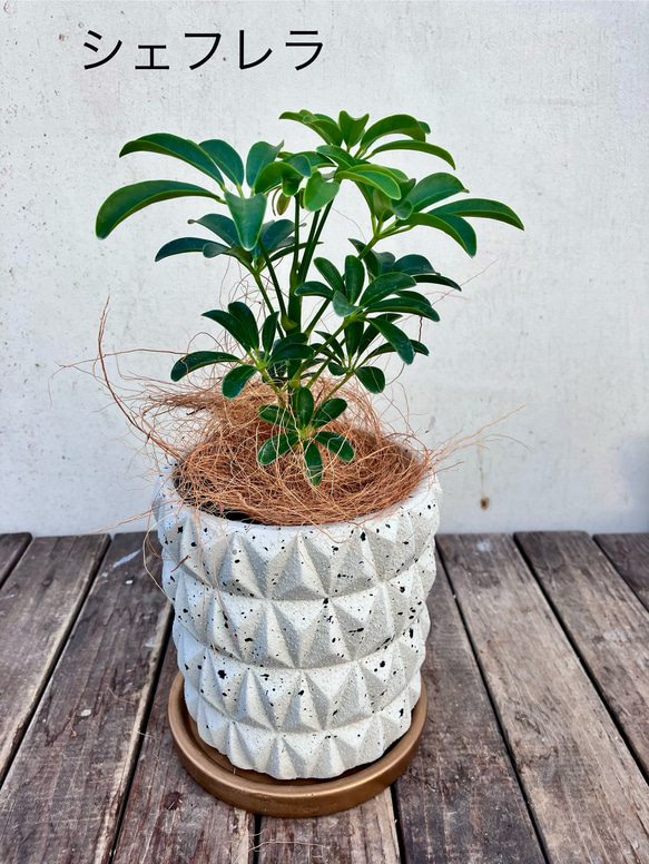 アルテシーマ＊ウンベラータ＊シェフレラ＊陶器鉢＊観葉植物＊ 1枚目の画像