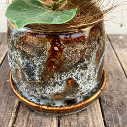 アルテシーマ＊ウンベラータ＊シェフレラ＊陶器鉢＊観葉植物＊ 10枚目の画像