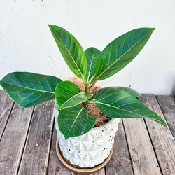 アルテシーマ＊ウンベラータ＊シェフレラ＊陶器鉢＊観葉植物＊ 11枚目の画像