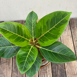 アルテシーマ＊ウンベラータ＊シェフレラ＊陶器鉢＊観葉植物＊ 9枚目の画像