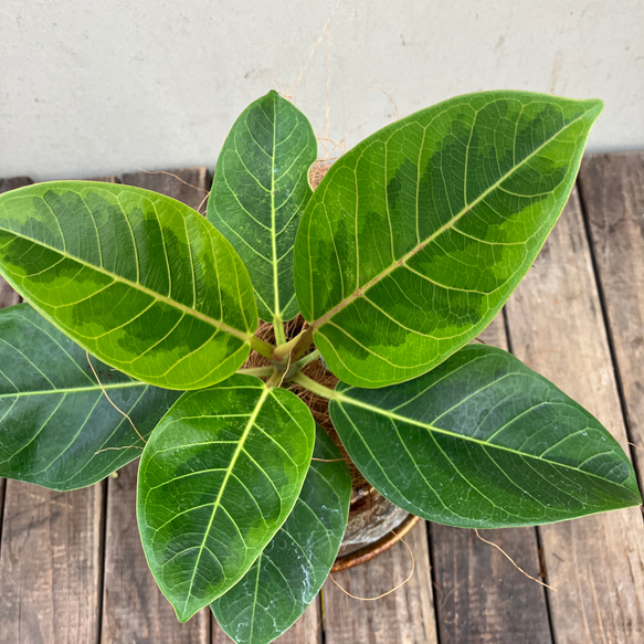 アルテシーマ＊ウンベラータ＊シェフレラ＊陶器鉢＊観葉植物＊ 9枚目の画像