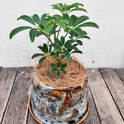 アルテシーマ＊ウンベラータ＊シェフレラ＊陶器鉢＊観葉植物＊ 14枚目の画像