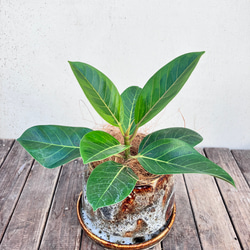 アルテシーマ＊ウンベラータ＊シェフレラ＊陶器鉢＊観葉植物＊ 12枚目の画像