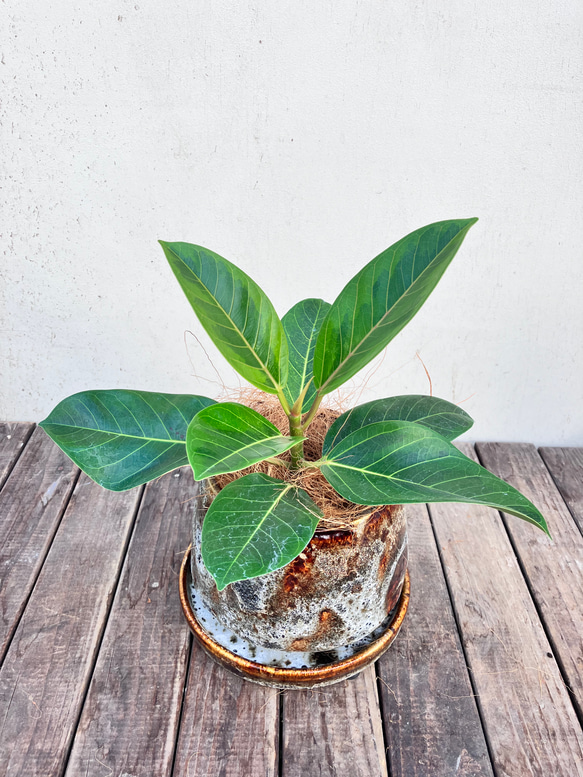 アルテシーマ＊ウンベラータ＊シェフレラ＊陶器鉢＊観葉植物＊ 12枚目の画像