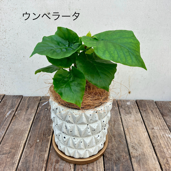 アルテシーマ＊ウンベラータ＊シェフレラ＊陶器鉢＊観葉植物＊ 2枚目の画像