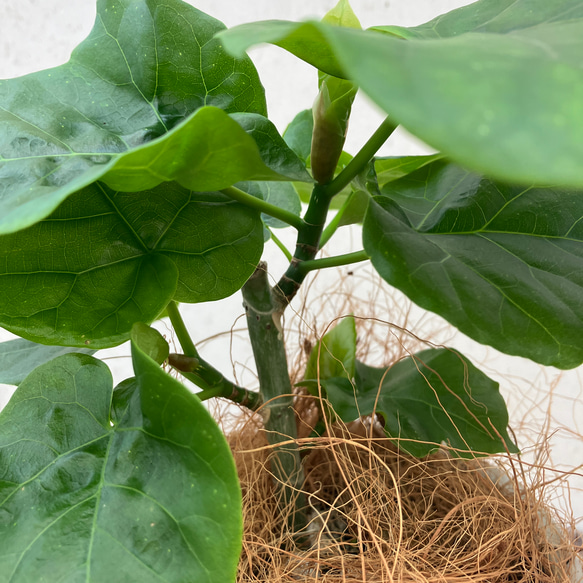 アルテシーマ＊ウンベラータ＊シェフレラ＊陶器鉢＊観葉植物＊ 5枚目の画像