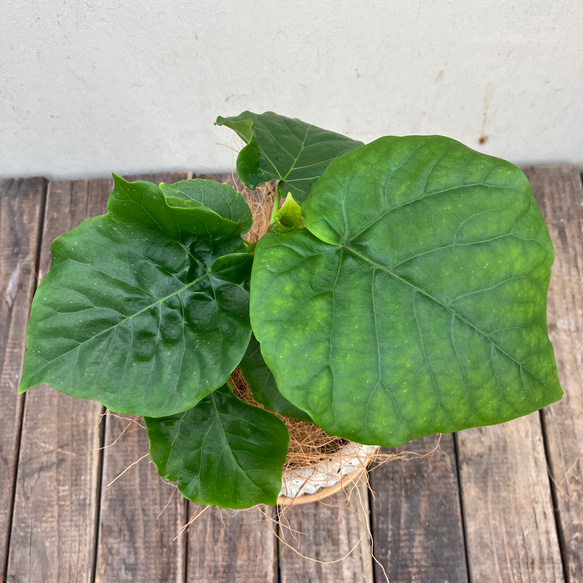 アルテシーマ＊ウンベラータ＊シェフレラ＊陶器鉢＊観葉植物＊ 4枚目の画像