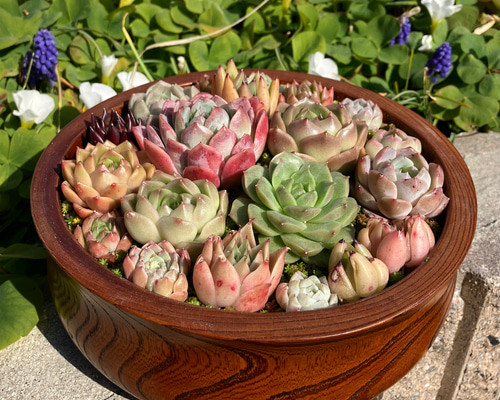 多肉植物】エケベリア エレガンス カット苗写真全て ❤️かなり