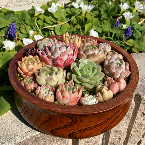 木造りの器 多肉植物エケベリアた寄せ植え❤︎そのまま飾れる