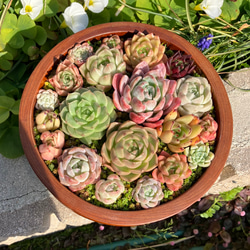 50）お祝いの贈り物に❤︎ 木造りの器　多肉植物エケベリアたっぷり寄せ植え❤︎そのまま飾れる❤︎1点もの 5枚目の画像