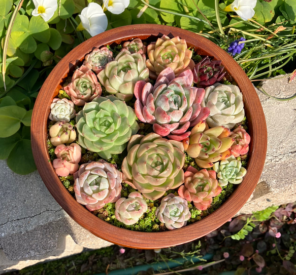 50）お祝いの贈り物に❤︎ 木造りの器　多肉植物エケベリアたっぷり寄せ植え❤︎そのまま飾れる❤︎1点もの 5枚目の画像