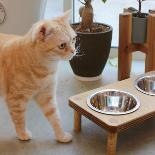 □【ｽﾃﾝﾎﾞｳﾙ付き✨】温もり溢れるフードボウル／ペット餌皿／ペット