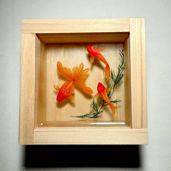 檜の一合枡で泳ぐ金魚　置物　琉金　和金 3枚目の画像