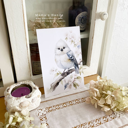 美しい 小鳥 水彩画 イラスト アート ３枚 ハガキ ポストカード セット 3枚目の画像