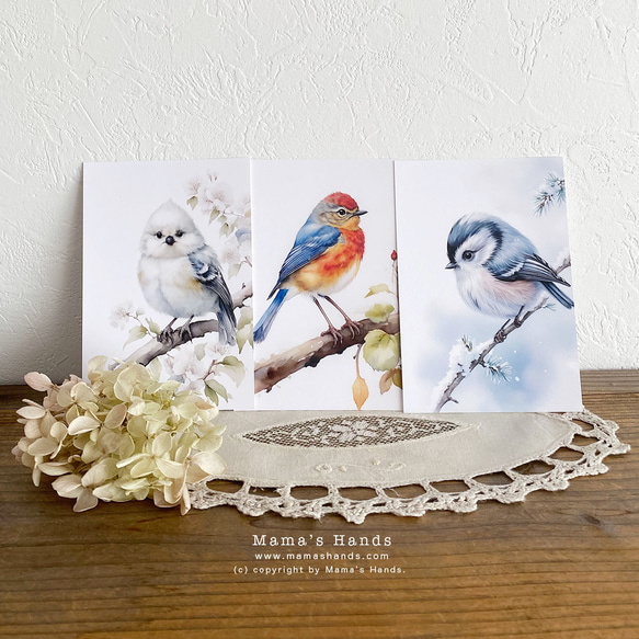 美しい 小鳥 水彩画 イラスト アート ３枚 ハガキ ポストカード セット 1枚目の画像