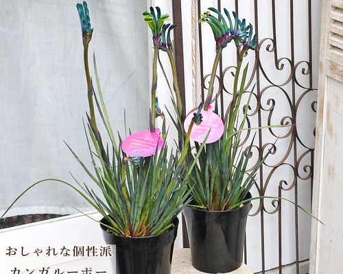 売り尽くし特価　カンガルーポー　セレブ　マスカレード含む　5号　3種3鉢セット 園芸ネット本店｜カンガルーポー：マスカレード の通販【公式】 5号鉢植え 鉢花