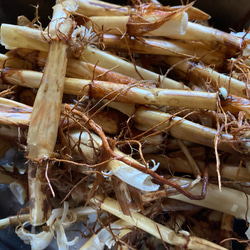 【芽出し用】生の真菰(まこも)の根っこ100g 1枚目の画像