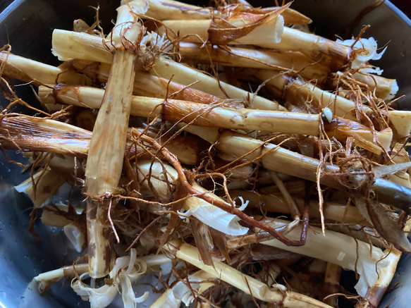 【芽出し用】生の真菰(まこも)の根っこ100g 1枚目の画像