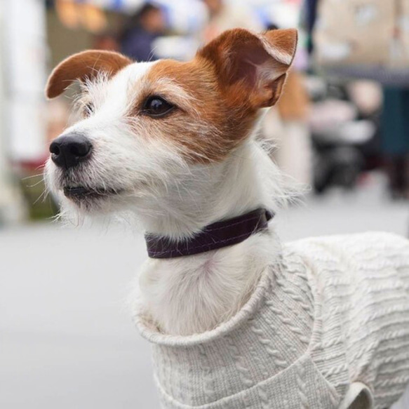 《名前入れ可能！》選べるサイズの本革犬・猫用首輪　小型/中型/大型　【ルガトショルダー】 12枚目の画像