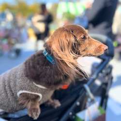 《名前入れ可能！》選べるサイズの本革犬・猫用首輪　小型/中型/大型　【ルガトショルダー】 13枚目の画像