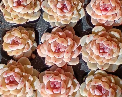 0047c0562a9f878a82188c2bff8577