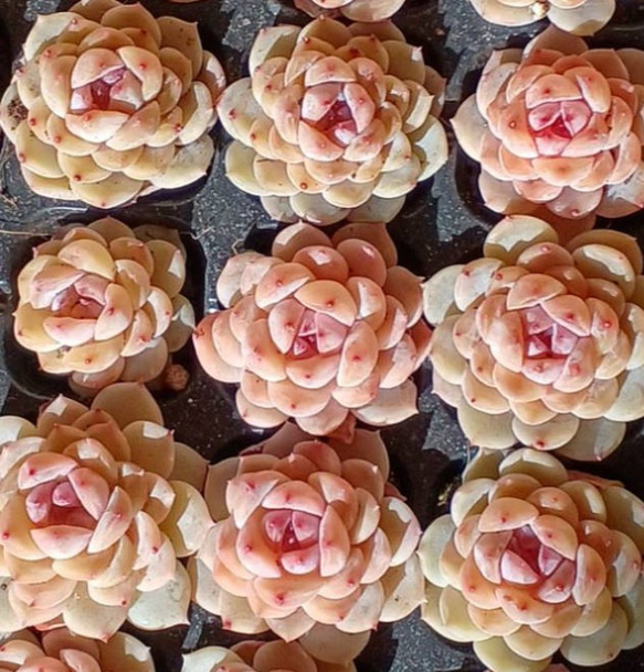 レア‼️ 多肉植物 ピンク色のエケベリア氷氷❣️ 10苗セット✨ 多肉