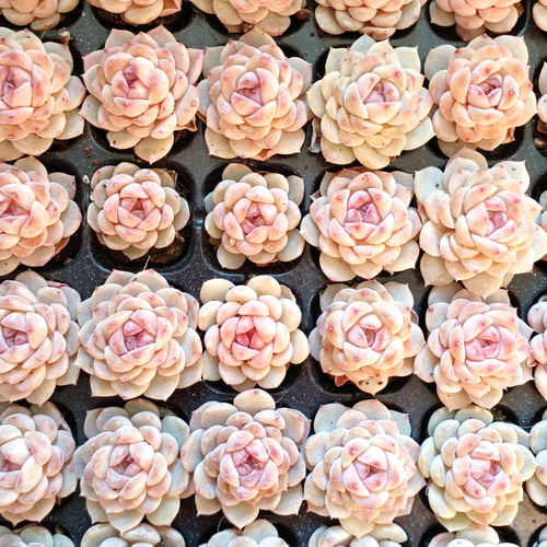 レア‼️ 多肉植物 ピンク色のエケベリア氷氷❣️ 10苗セット✨ 多肉