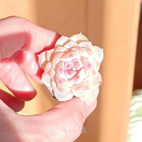 レア‼️ 多肉植物 ピンク色のエケベリア氷氷❣️ 10苗セット✨ 多肉