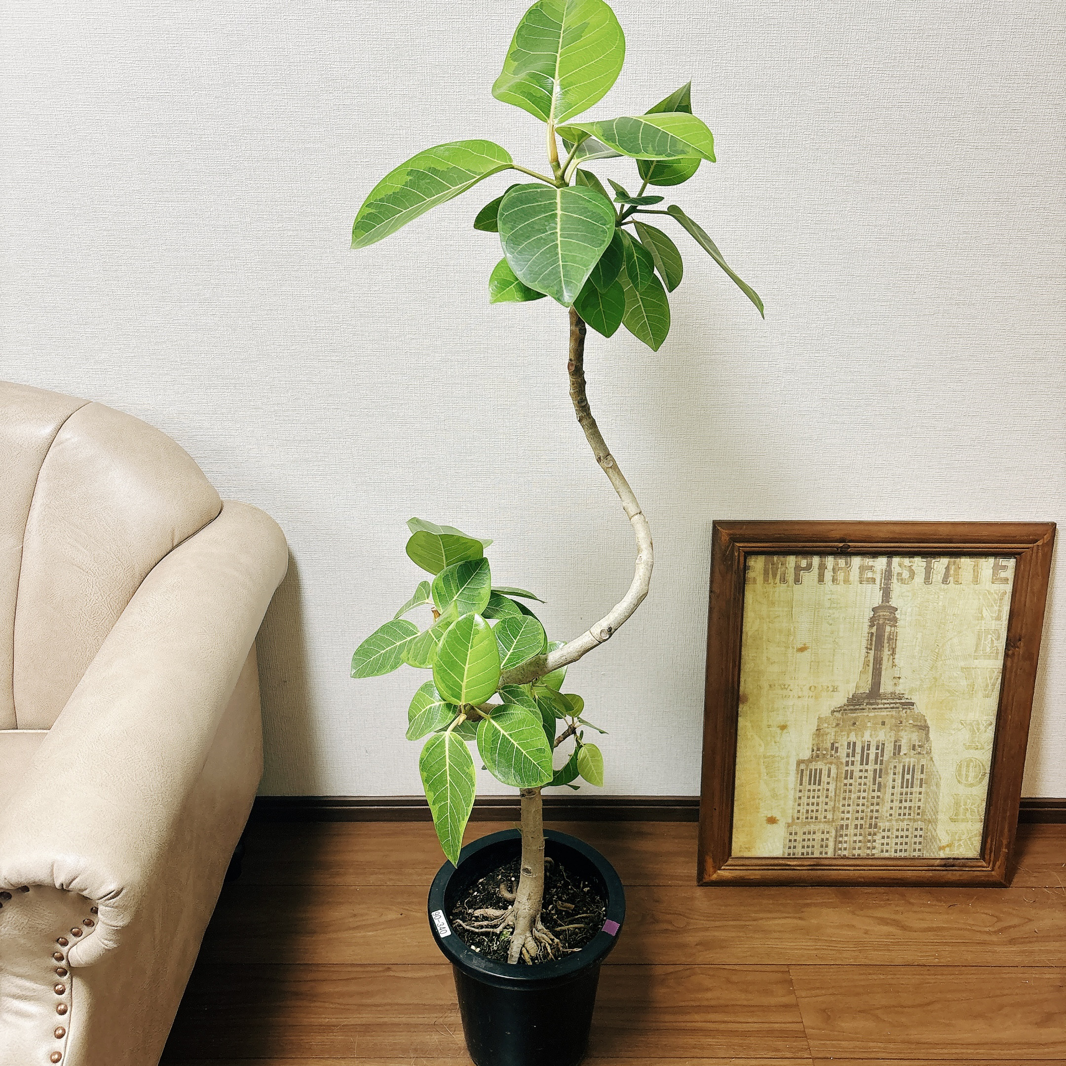 フィカス・アルテシーマ 曲がりタイプ ゴムの木 観葉植物 フロアサイズ 8号 曲がりタイプ 8号 フロアサイズ ゴムの木 フィカス・アルテシーマ 観葉植物