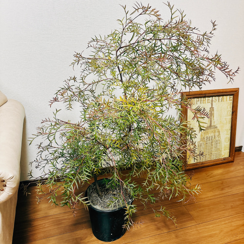 グレビレア ブロンズランバー 大株 1 ファイバー鉢 グレビレア ブロンズランバー 大株 1 ファイバー鉢 グレビレア