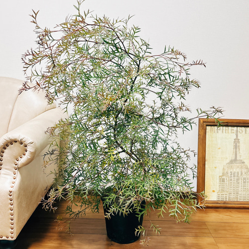 現品］1番 グレビレア ブロンズランバー 8号 観葉植物 大型 屋外